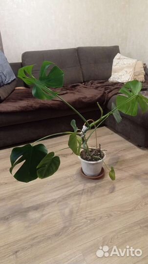 Монстера, гибискус