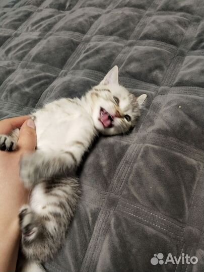 Котенок девочка