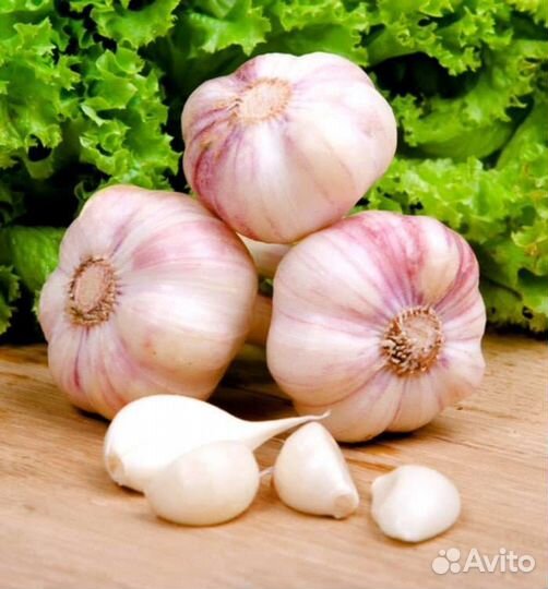 Семейный чеснок