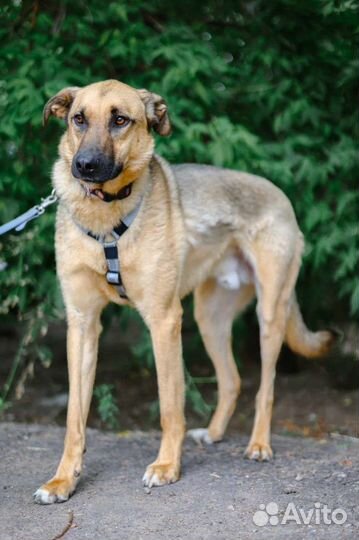 Дружелюбный пёсик Лео ищет семью