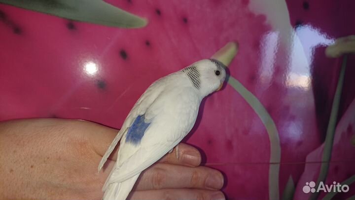 Самка волнистого попугая птенец