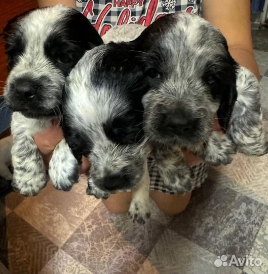 Русский спаниель