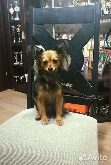 Русский Той-терьер