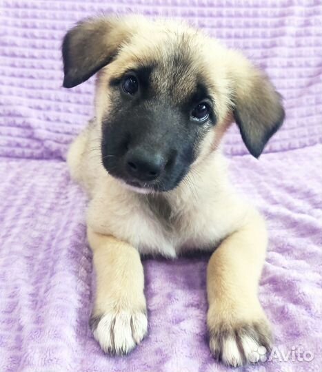 Щенок 2 мес, в добрые руки