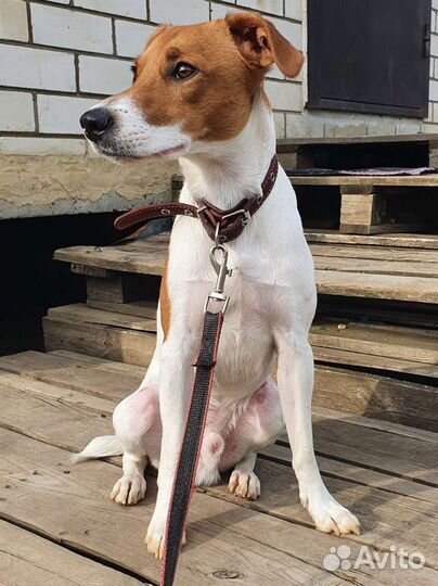 Парсон Рассел терьер