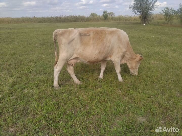 Бысеи и телки и коровы