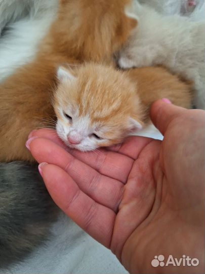 Котята в добрые руки мальчики рыжие