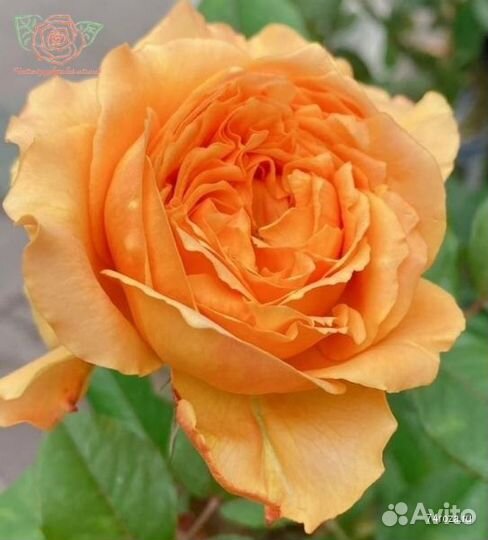 Саженцы чайной розы