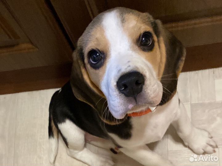 Продам щенка бигля