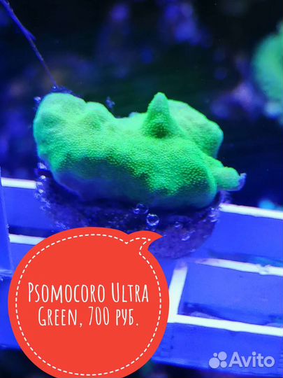 Живые кораллы