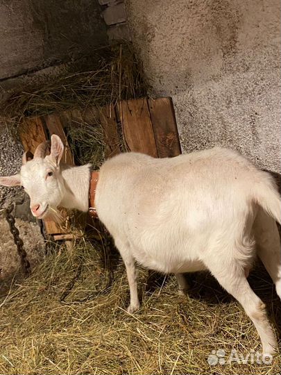 Продаются козы