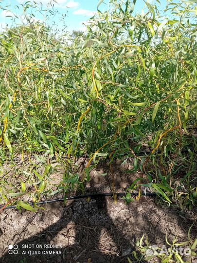 Саженцы ивы