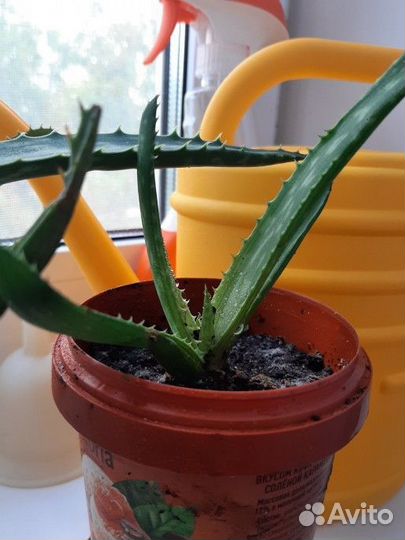 Алоэ пятнистое