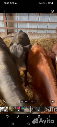 Продаю всё хозяйство 76голов