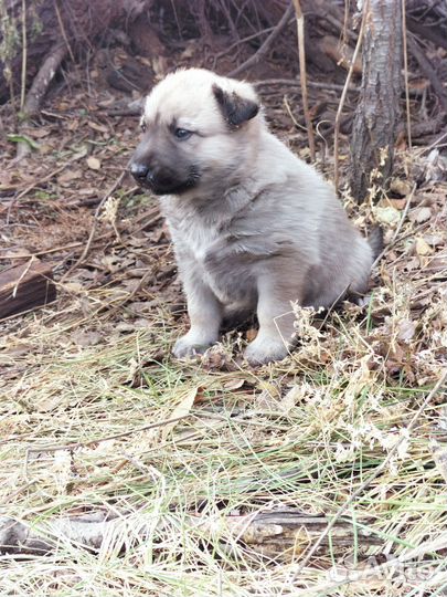 Щеночек Бакс