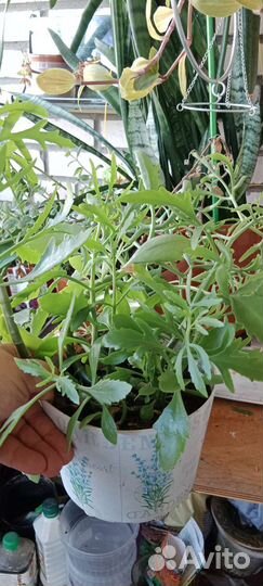 Каланхоэ оленьи рожи комнатные цветы