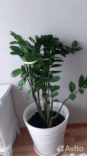 Комнатные цветы Замиакулькас