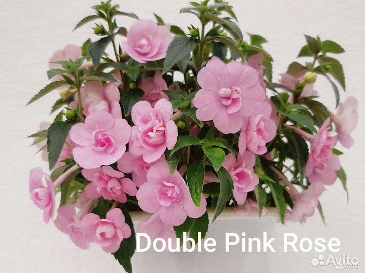 Ахименесы ризомы на заказ