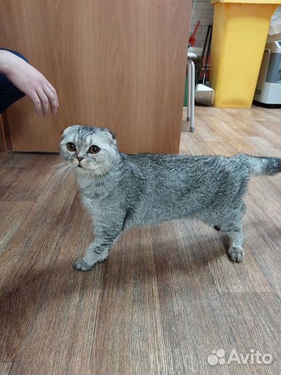 Шотландская