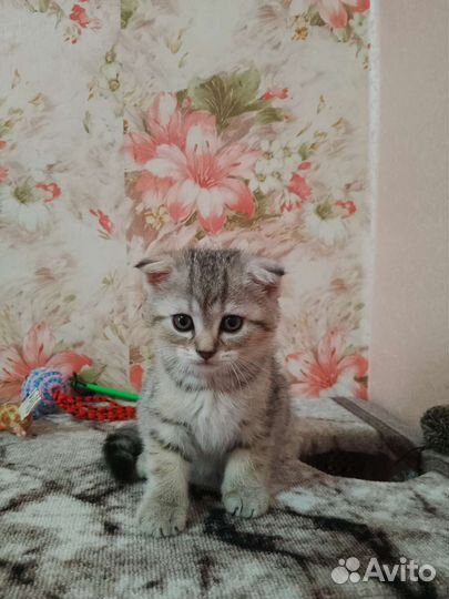 Шотландские котята