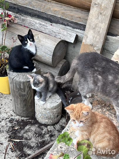 Котята в добрые руки