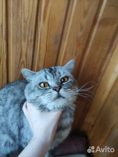 Шотландская