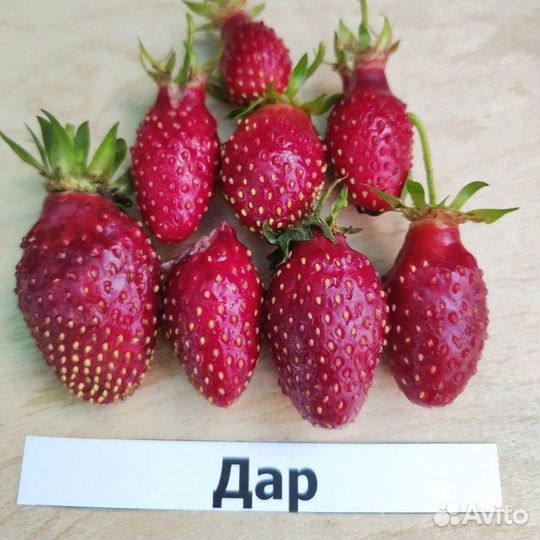 Земляника Мармолада