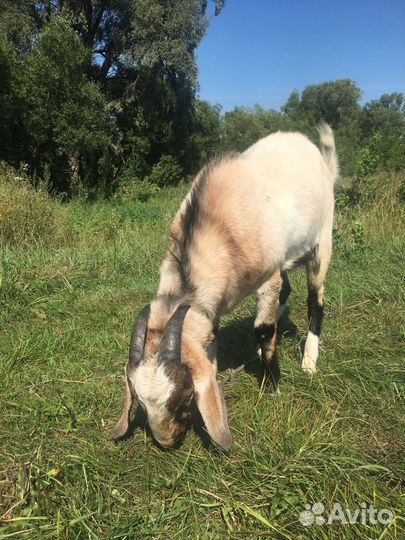 Англо-Нубийский козел