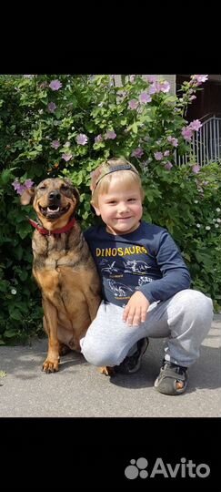 Пёс с человечными глазами