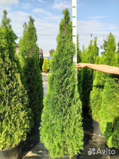 Туя Смарагд С35 180-200 см