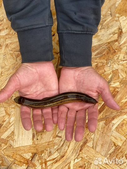 Вьюн 12-17см для зарыбления