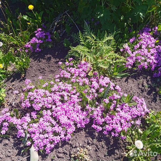 Почвопокровные: барвинок и флокс шиловидный