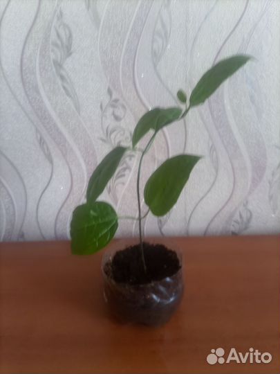 Клеродендрум