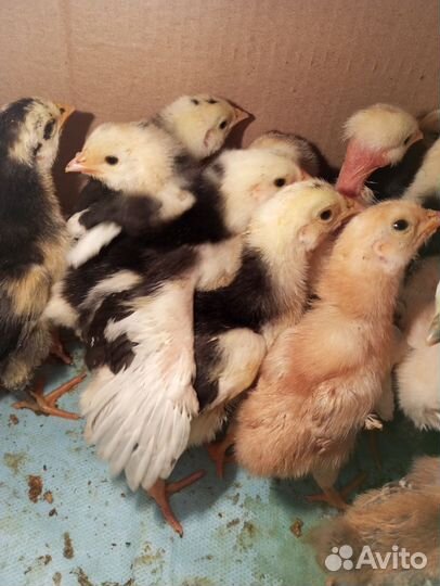 Цыплята, яйцо