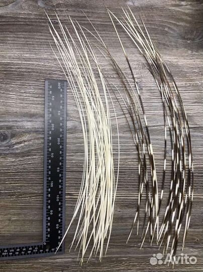 Игла дикобраза