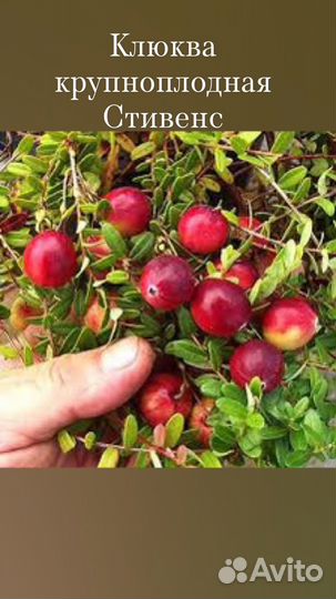 Саженцы клюквы