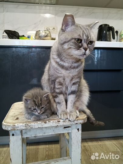 Отдам котенка британца