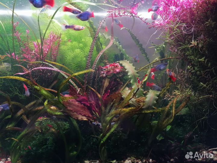 Гуппи, растения, и др