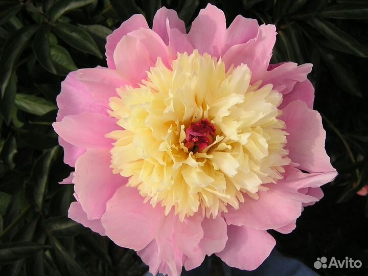 Пионы анемовидные и японцы на посадку