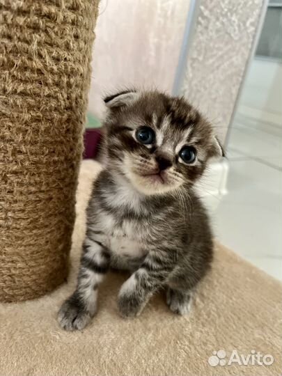 Шотландские котята вислоухая