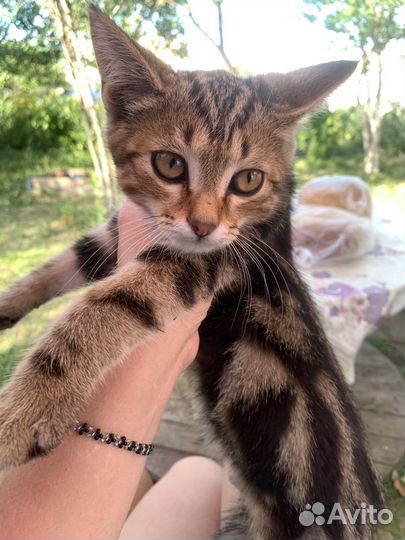 Кошка в дар бесплатно