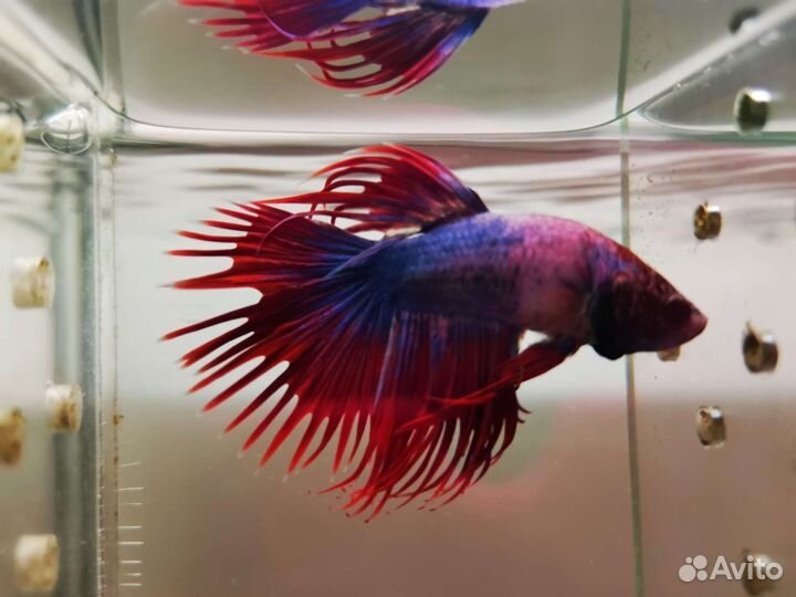 Рыбка петушок, самки и самцы