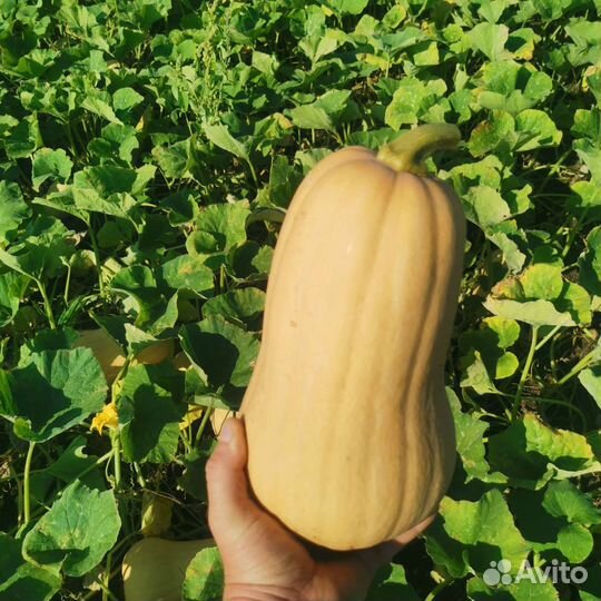 Тыква хеллоуин