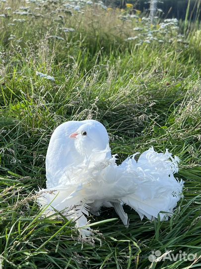 Голуби Павлины Свадебные
