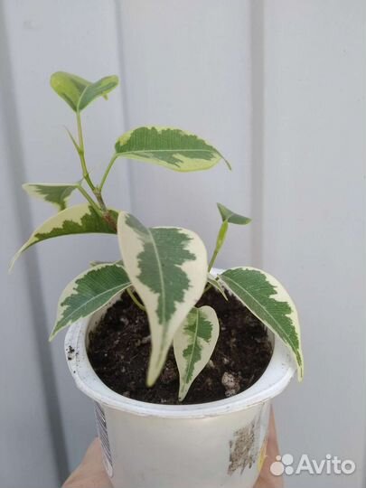 Фикус Кинки