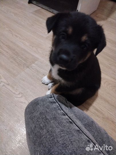 Щенки очаровашки