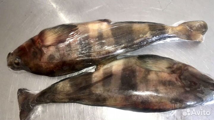 Терпуг с/м нр 800+