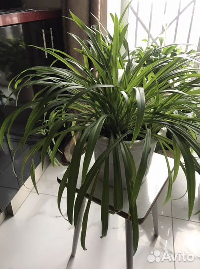 Растения комнатные