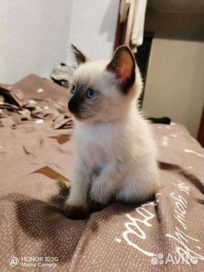 Котята сиамские