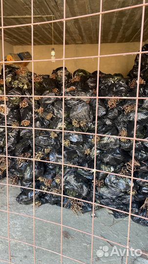 Малина полька маравилла энросадира пщехиба